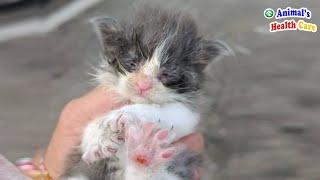 Do I deserve to live? Poor orphaned kitten tearfully use last strength to beg for help