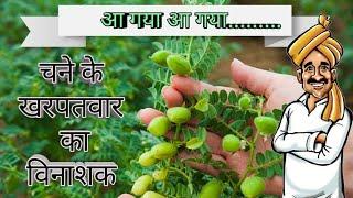 चने का  खरपतवारनासक#चने का  खरपतवारनाशी#Gram weedecide#चने की अधिक #Gram cultivation#चने की खेती