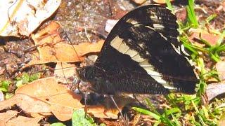 Common Satyr Butterfly