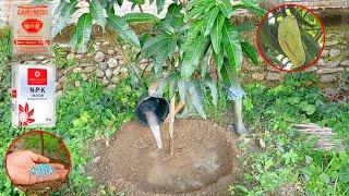 How to Apply Npk Fertilizer to Mango Trees for Fast Fruiting | Best Fertilizer