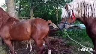 ЖЕРЕБЕЦ БАСТИОН И ВИШНЯ/СВАДЬБА ВТОРОЙ ДЕНЬ/stallion and mare wedding