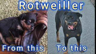 Bonnie the Rotweiller and Rudi the Jack Russell