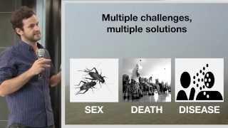 Matt Hall: Meet the super flea; a wild solution to everything
