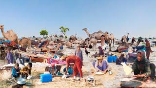 People living in the desert and their morning routine ||Camel herders desert life style #life