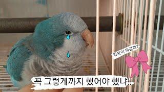 퀘이커앵무새 talking Quakerparrot 순도리부츄 (부츄의 매운맛을 본 순도리) 돌발영상!!! Unexpected video