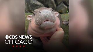 Viral Pygmy hippo, Moo Deng, becomes global sensation