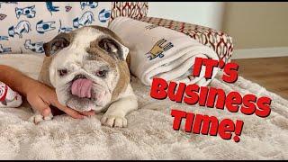 Reuben the Bulldog: Mind Ya Business