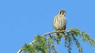 09/30/24 American Kestrel (Casting) Kent Wa 1128-163