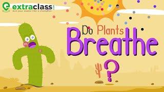 Do Plants Breathe | Extraclass.com