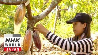 Quality Cocoa Enriches Lives: The Philippines - Asia Insight