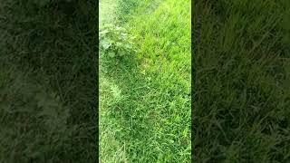My village #Shorts #youtubeshorts