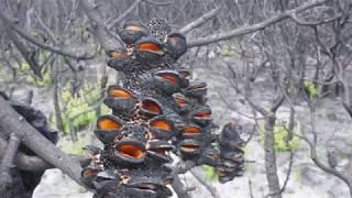 Australian Bushfire Regrowth