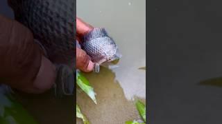 macchli ko sap ne katliya(245) hindi village fishing video || hindi fishing vlog ||