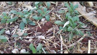 Manejo de plantas daninhas após milho segunda safra