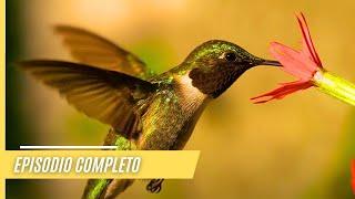 Majestic Smokies: Explorando el desierto encantado de América" | Episodio Completo