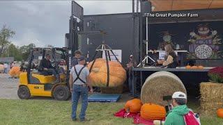 Record setting pumpkin weighed at the Great Pumpkin Farm over the weekend