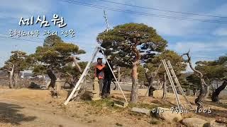 소나무 전문 관리 (수세,수형,병해충)