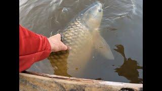 Robbyn hooks a 35Lb fish at the Family pond.