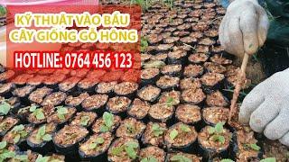 Kỹ thuật vào bầu cây giống gỗ hông (Paulownia) - 0798 414 414