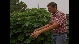 Okra, Sweet Potatoes & Sunflowers in the Garden