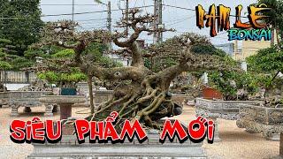 Siêu phẩm mới do tay Nam Lê xây dựng "cháu của Ngai Vàng Đất Việt" | NamLe Bonsai