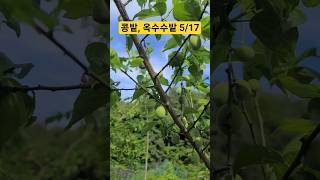 고라니 금지 콩밭, 주렁주렁 매실, 옥수수, 단호박 초보농부의 주말농장 브이로그