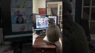 #cats #funny #meowed #catmeow #meows #catsound