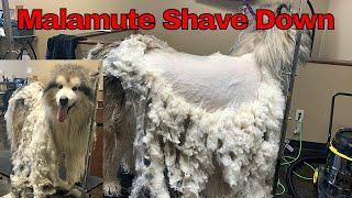 Malamute Shavedown