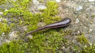 Himalayan leech trying to find the host.