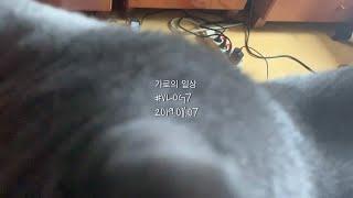 #VLOG7 가로의 일상ㅣ 도호성철학관, 사주, 육화몽, 심스커피, 빙수, 스테이크, 에어프라이기, 러시안블루