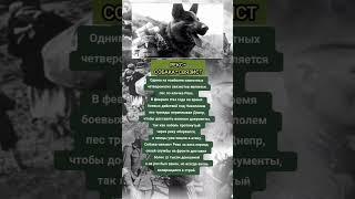 Рекс-собака-связист! #история #война #интересныефакты