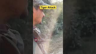 Tiger Attack  Jim Corbett National Park #shorts #jimcorbett #tiger