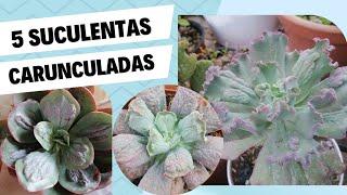 TOP 5 Suculentas Carunculatas Con Sus Nombres |Candies Suculents #suculentas #Echeveria #carunculas