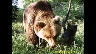 Orsa con piccolo in Trentino