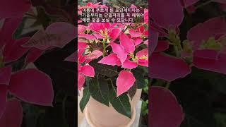 Poinsettia If you want to grow it red and pretty, please take a look/ Christmas-flower