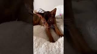 #cat #кошка #animals #кот #pets #кошки #catlover #домашниеживотные #aby #abyssinian #абиссинец
