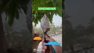 طريقة الترقيد الهوائي للمانجو