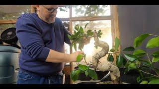 Morrisons Ficus Repot and initial Styling, March 2025