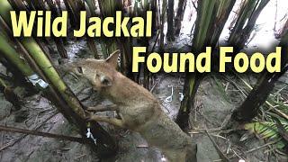 What Happens When Wild Jackals Find Food in the Nature