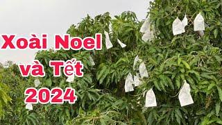 Xoài Tết và Noel 2024 | VTK.CHANNEL