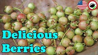 CHILEAN GUAVA - These should be at supermarkets! - Weird Fruit Explorer Ep 348