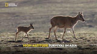 Toughest Animals of Asia’s Highs | Asia’s Wild Secrets | हिंदी | Full Episode | S1-E2 | Nat Geo Wild