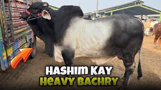 Hashim Kay Bachry Mandi Kay Sub Say Heavy Bachry @SSTvs