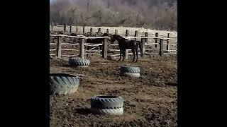 жеребцы Заур и Альдар Кабардинской породы КфхАтажукино