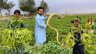 Snake Cucumber Tarah | Kabul Afghanistan | تره یا چمبړخیال | مار بادرنګ