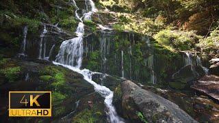 8 Hours River Waterfall in Forest and Water —  Soothing Nature Sounds for Relaxing and Meditation