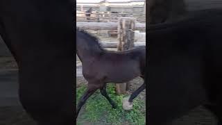 Разборки Ковбоя с пони #новыйсувар #horse #татарстан #лошади #животные #отдых #природа #жеребенок