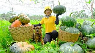 Harvesting Green Skin Pumpkins Goes To Market Sell - Installing Tree Planting Stake | Tieu Lien