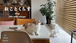 Daily life with cats starting with breakfast/Okoge was cute after the health checkup/Cute cat gacha