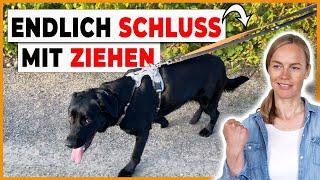 Leinenführigkeit Praxis – 4 Tipps für den Spaziergang mit Hund